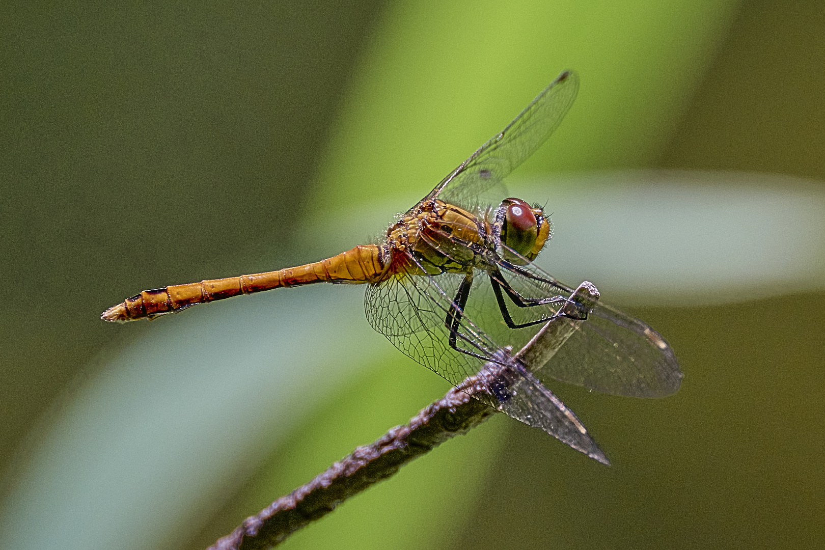 Blutrote Heidelibelle