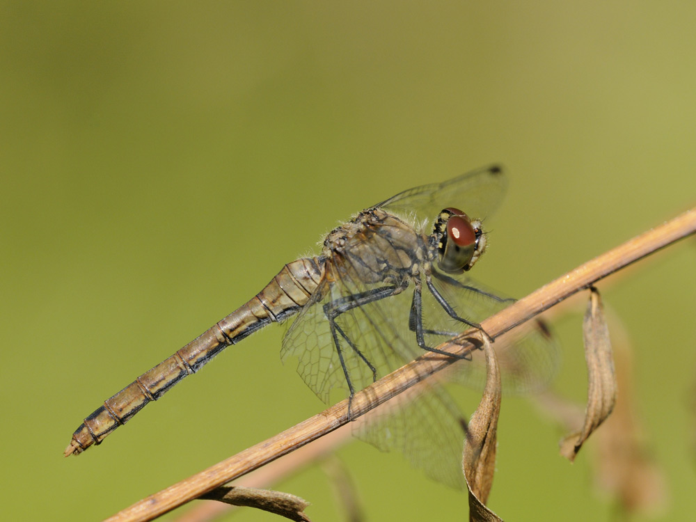 Blutrote Heidelibelle