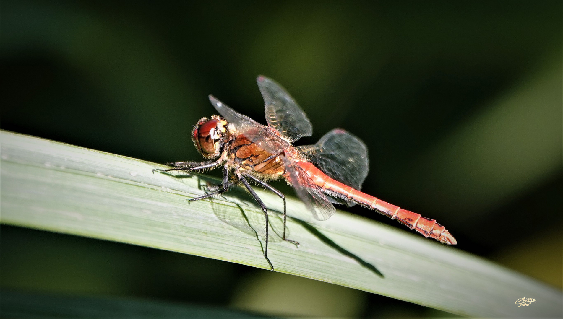 Blutrote Heidelibelle