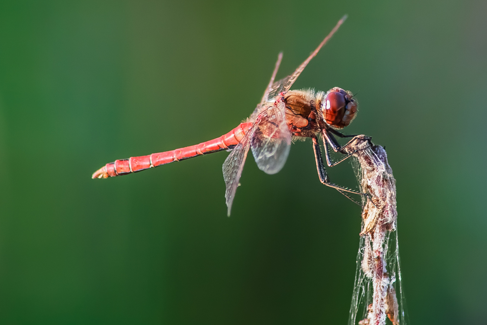 Blutrote Heidelibelle