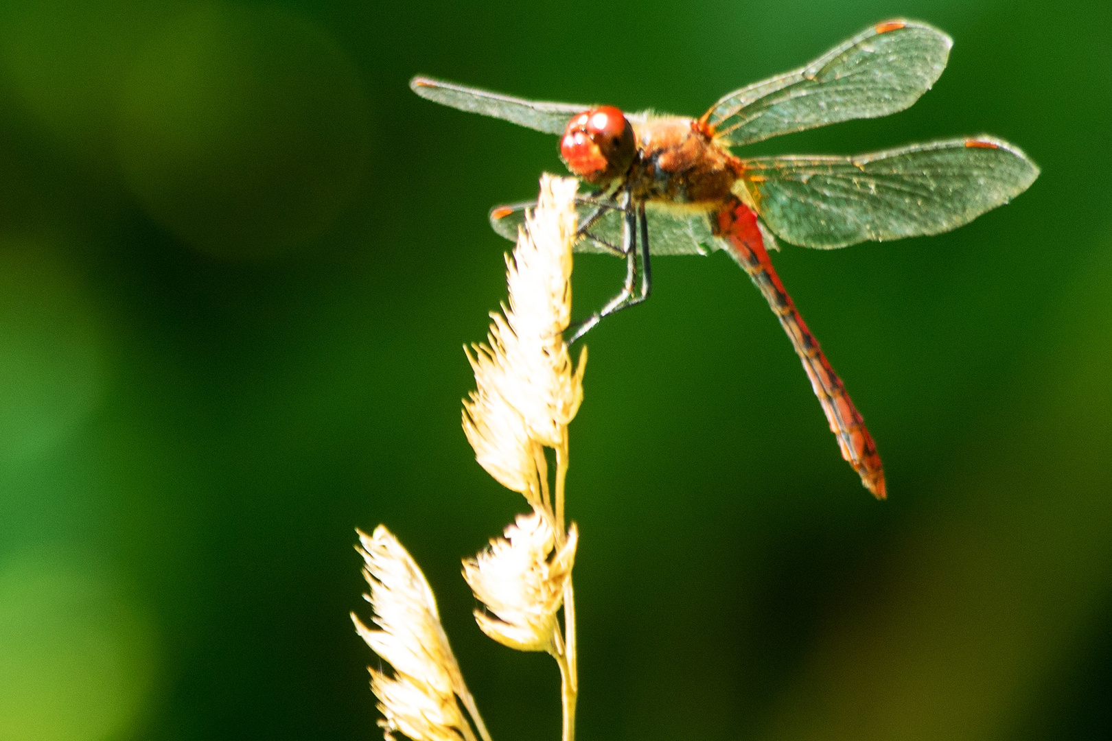 Blutrote Heidelibelle, Abdomen