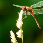 Blutrote Heidelibelle, Abdomen