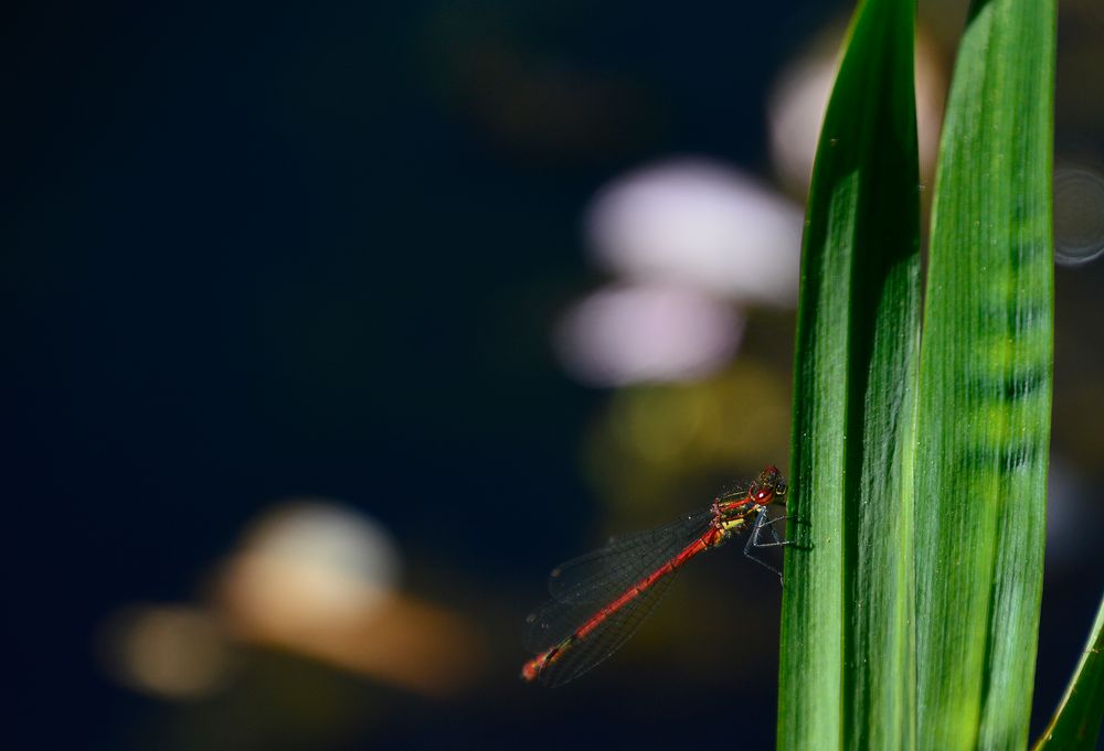 Blutrote Heidelibelle