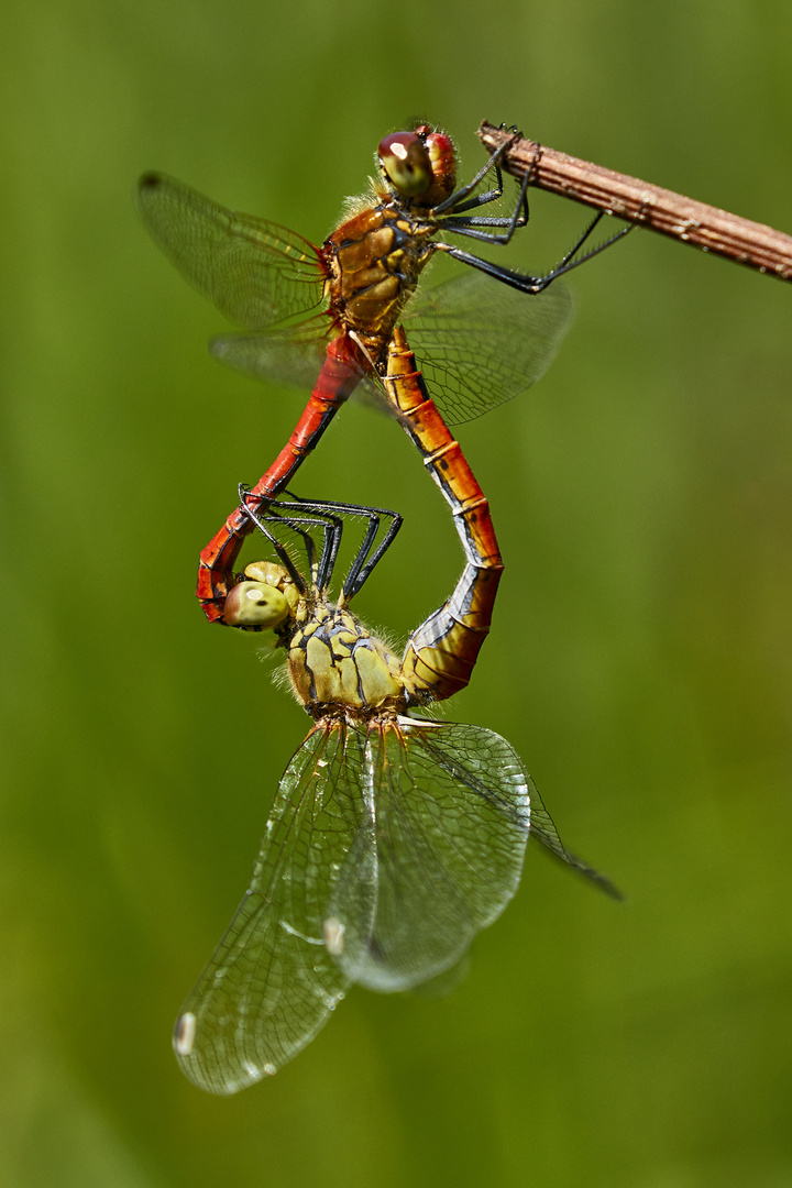 Blutrote Heidelibelle