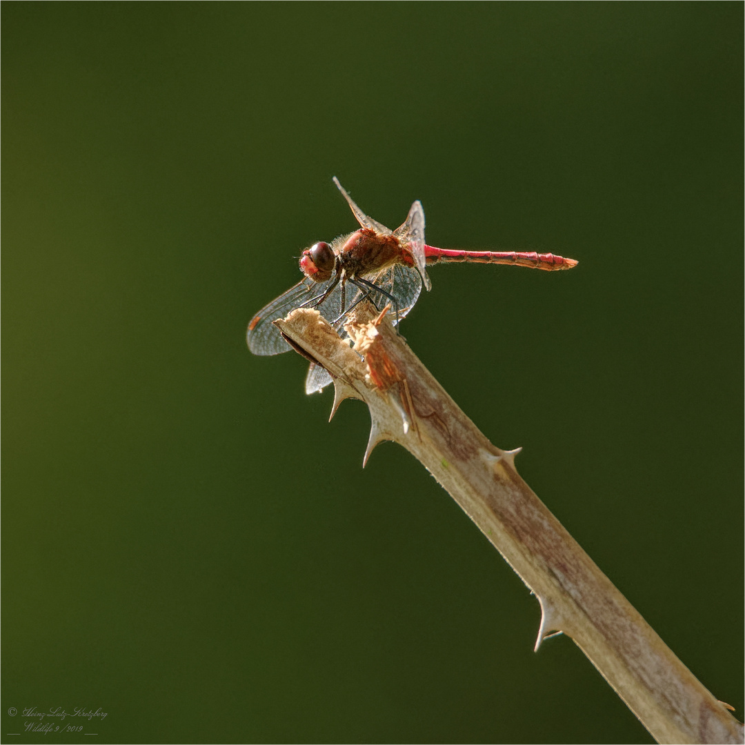 Blutrote Heidelibelle, adultes Männchen