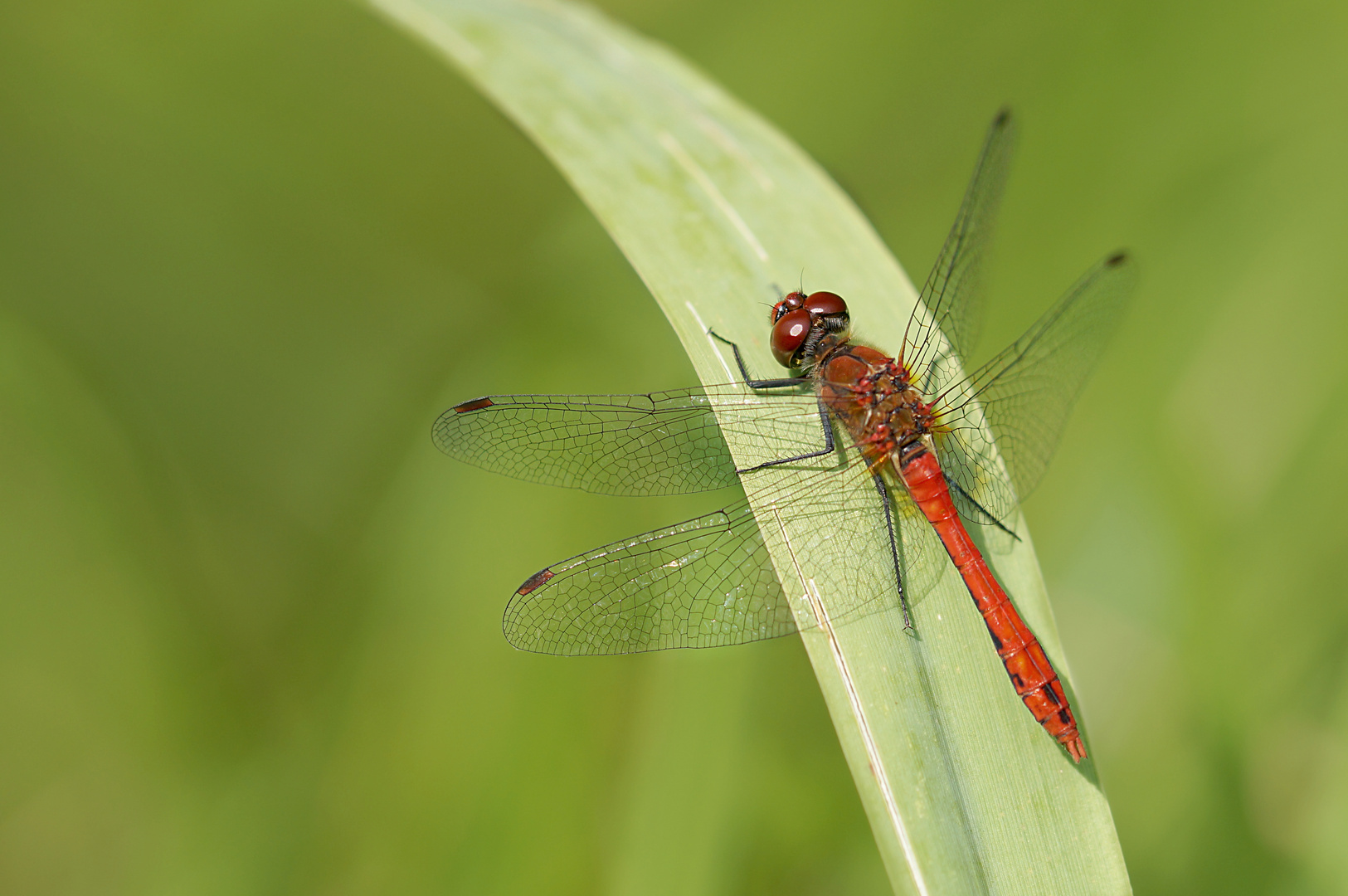 Blutrote Heidelibelle