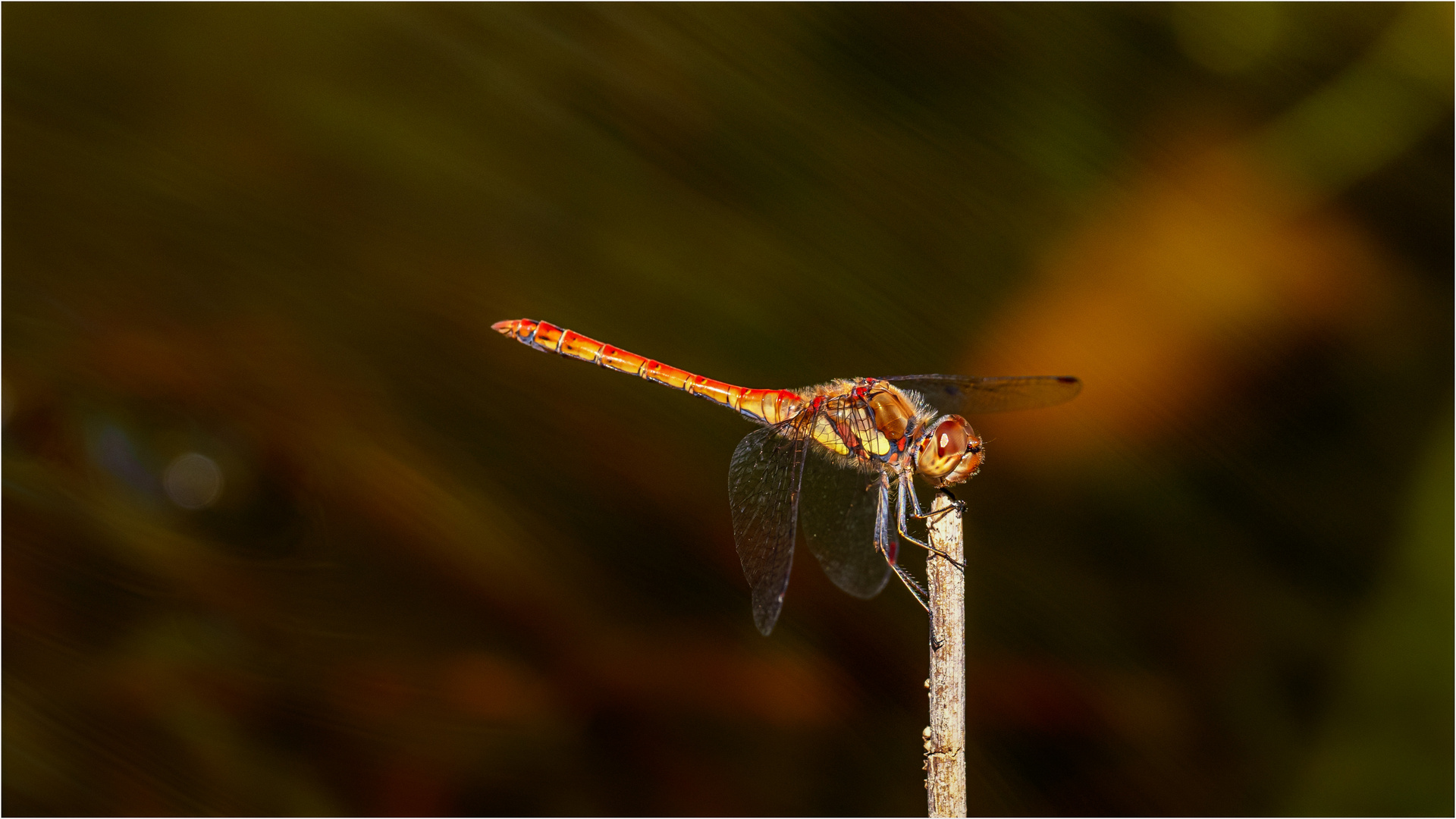 Blutrote Heidelibelle am Teich