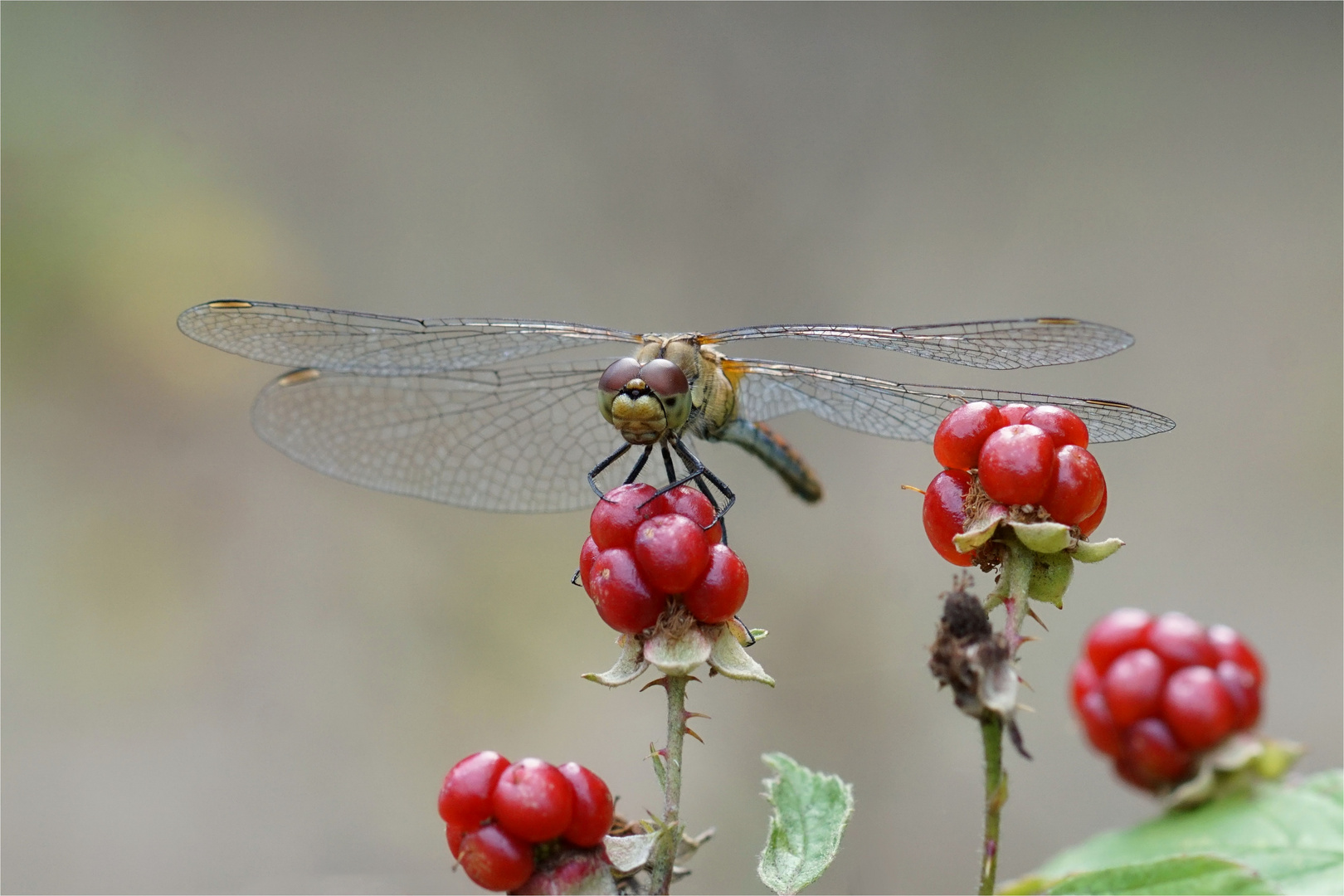 Blutrote Heidelibelle auf Brombeere - Rot steht ihr gut