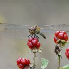 Blutrote Heidelibelle auf Brombeere - Rot steht ihr gut