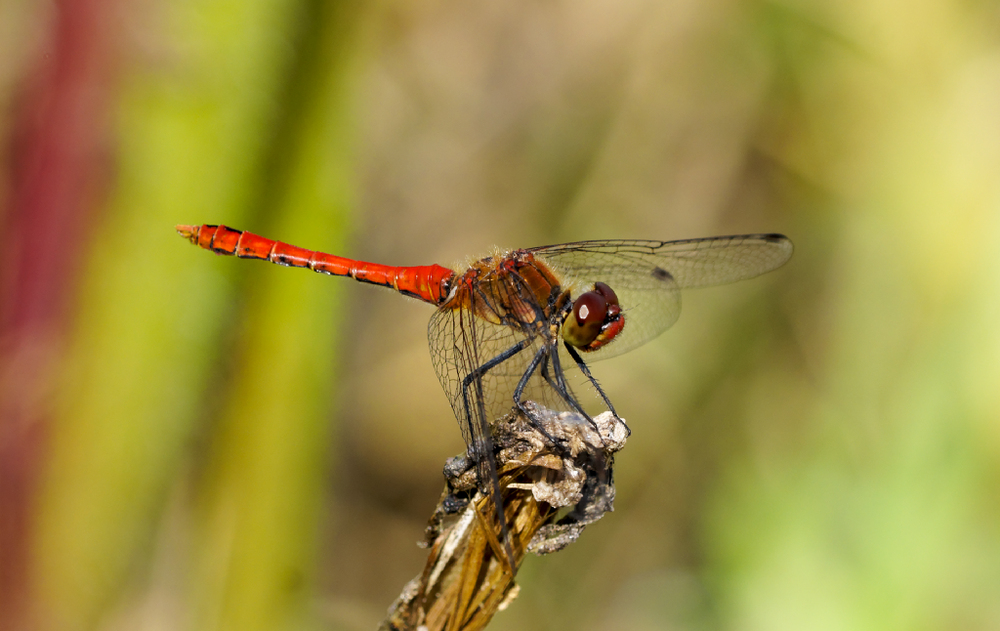 Blutrote Heidelibelle aus dem Moor