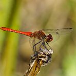 Blutrote Heidelibelle aus dem Moor