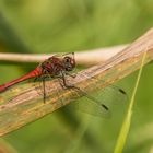 Blutrote Heidelibelle aus der Fam. der Segellibellen