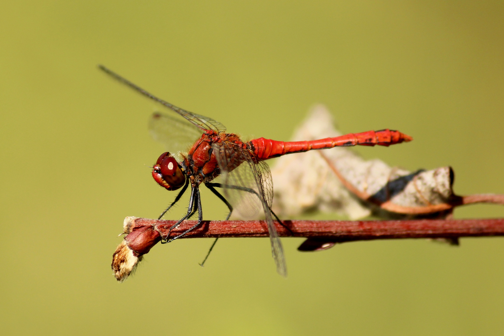 Blutrote Heidelibelle