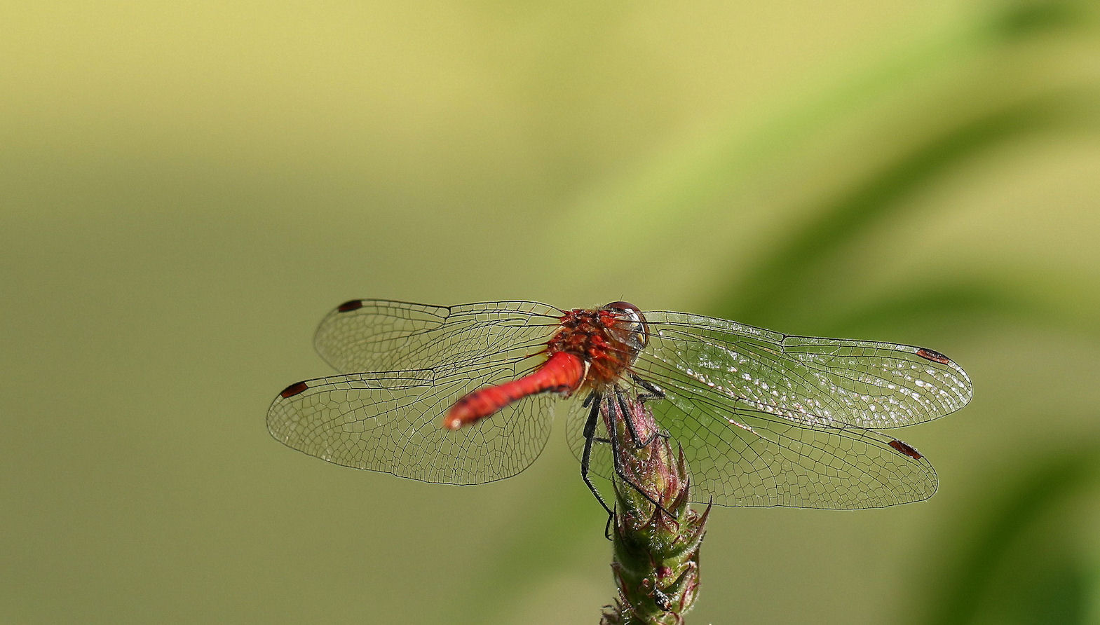 ~~~ Blutrote Heidelibelle ~~~