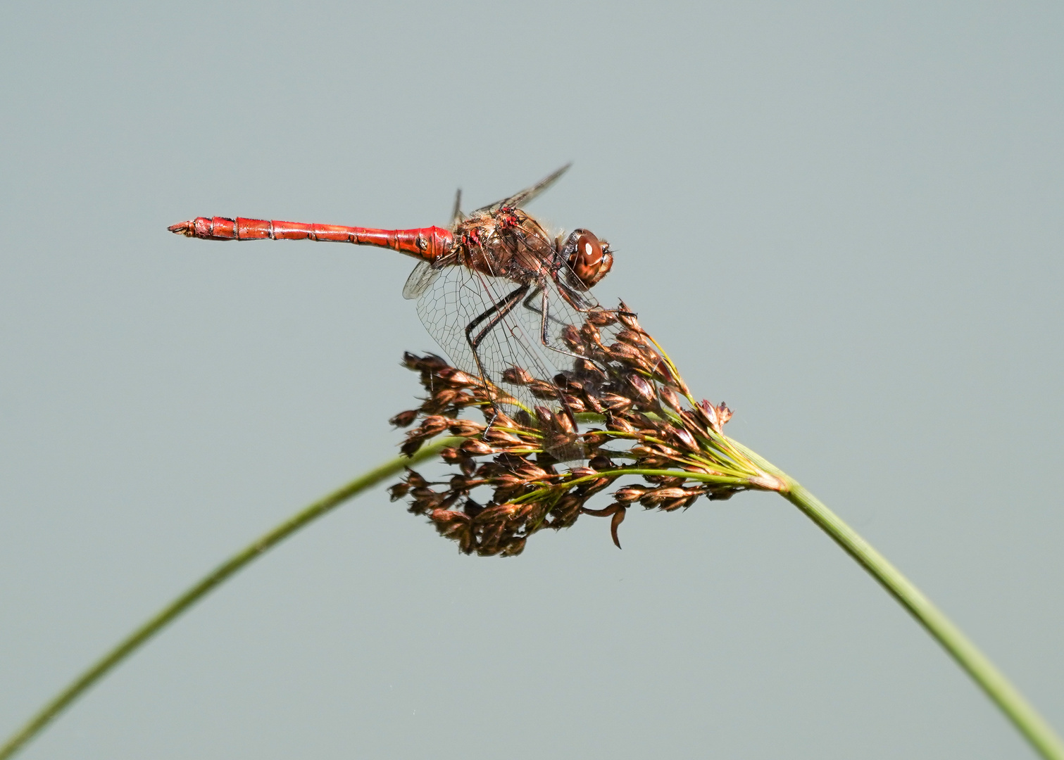 Blutrote Heidelibelle