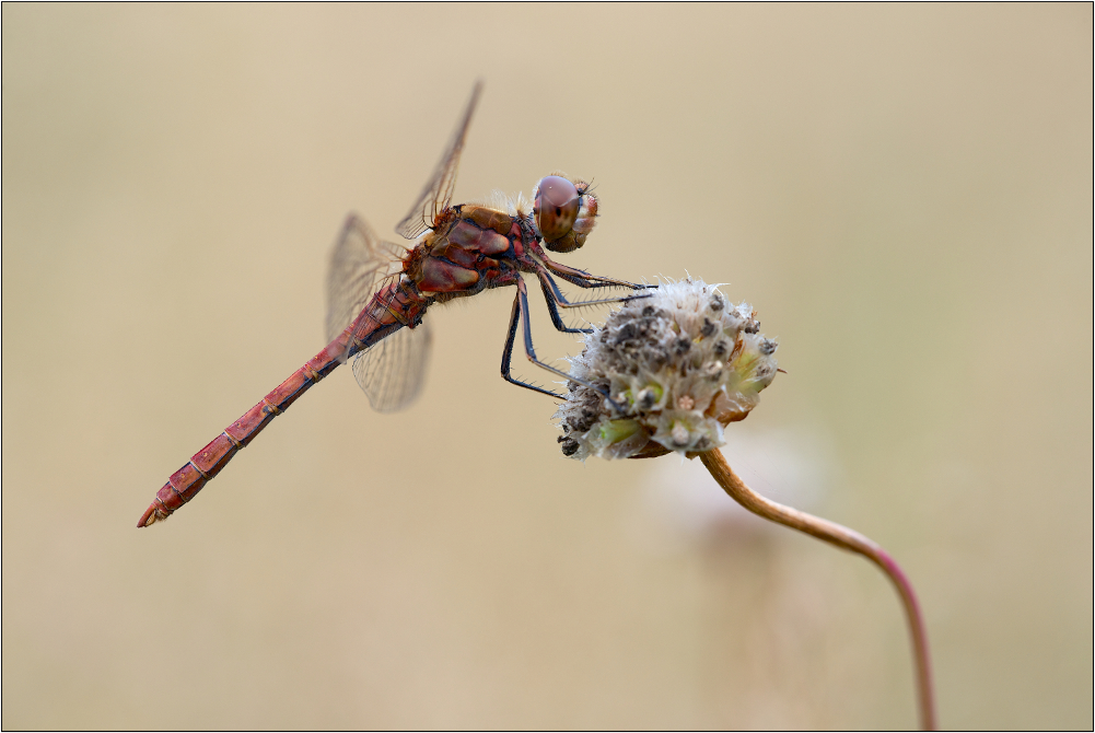 Blutrote Heidelibelle