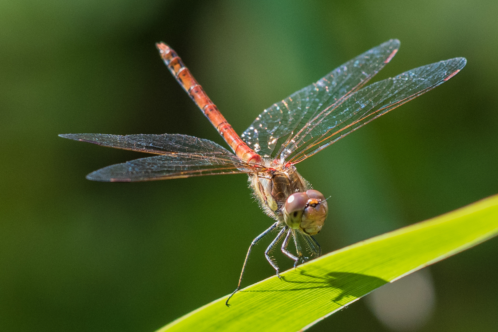 Blutrote Heidelibelle