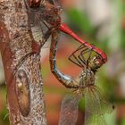 Blutrote Heidelibelle bei der Paarung