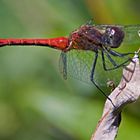 Blutrote Heidelibelle beim Ausguck