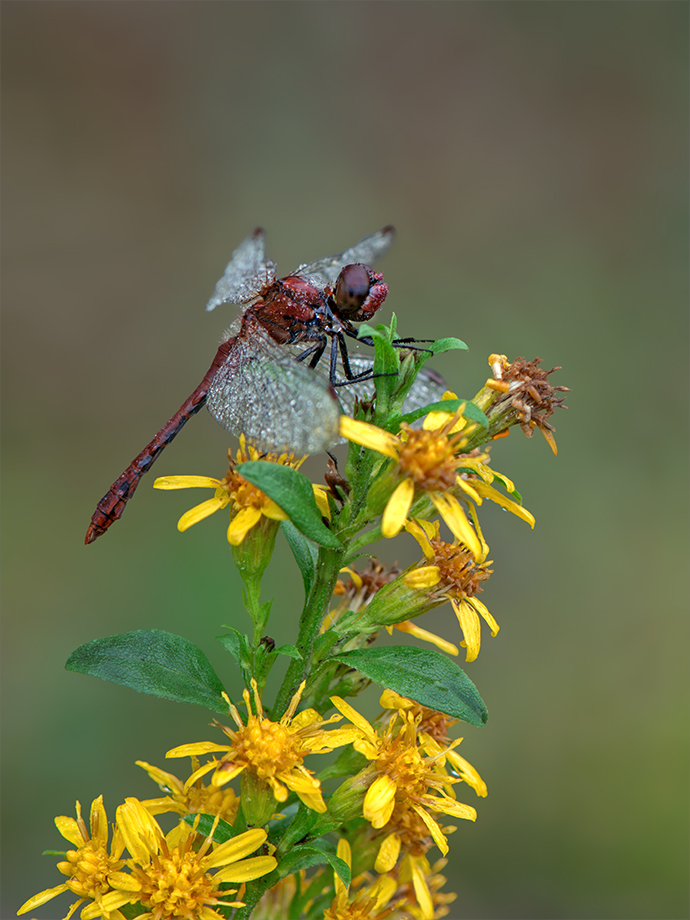 Blutrote Heidelibelle