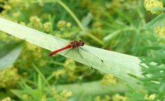 Blutrote Heidelibelle