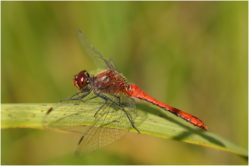 Blutrote Heidelibelle