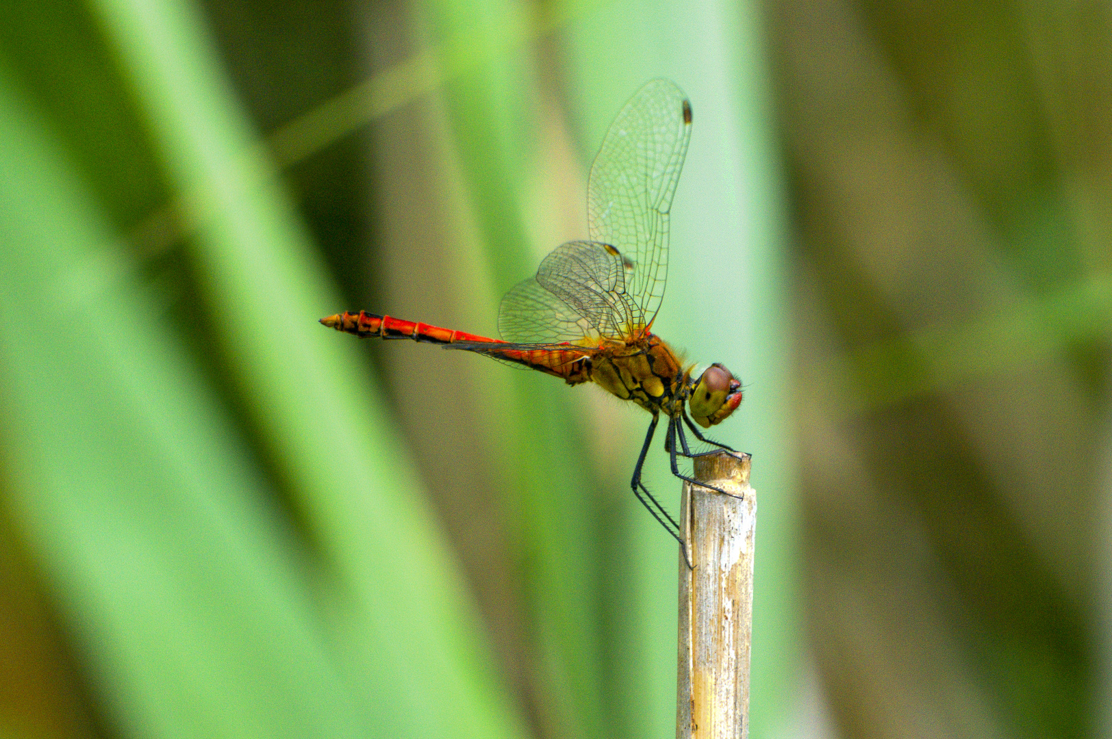 Blutrote Heidelibelle