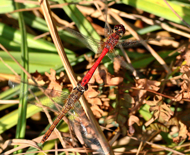 Blutrote Heidelibelle