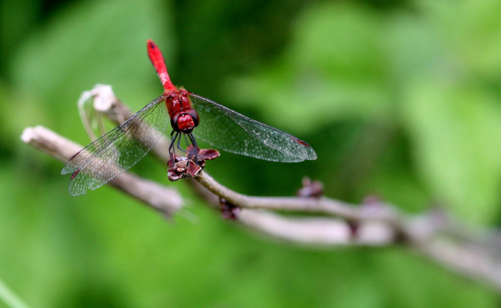 Blutrote Heidelibelle