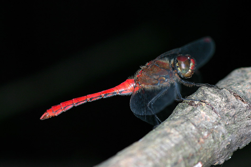 Blutrote Heidelibelle