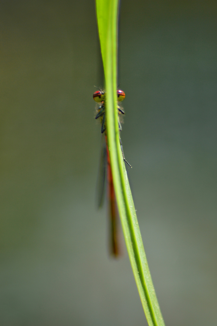 Blutrote Heidelibelle