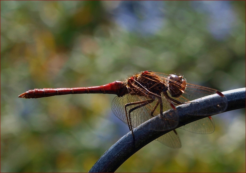 Blutrote Heidelibelle