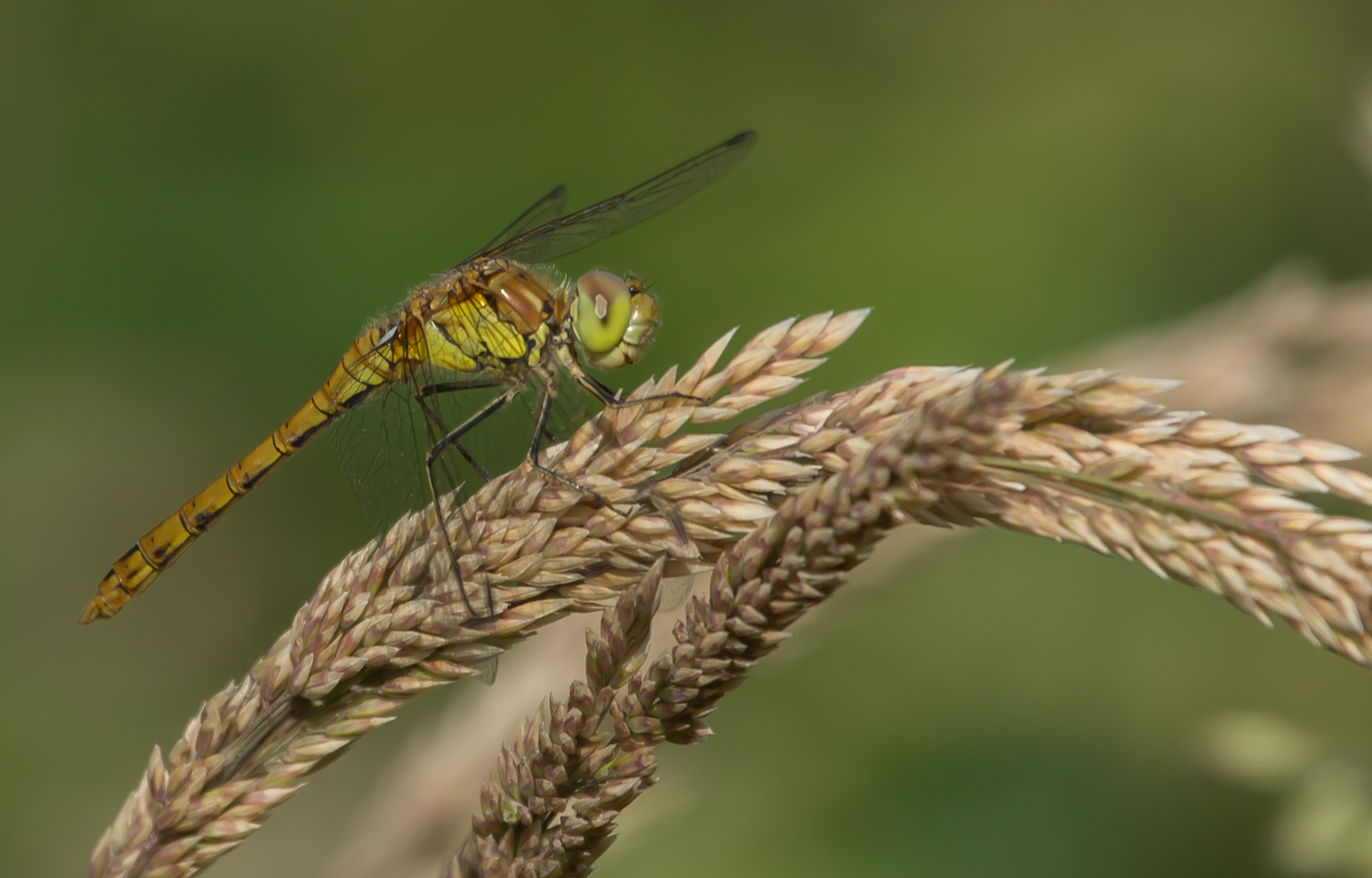 Blutrote Heidelibelle