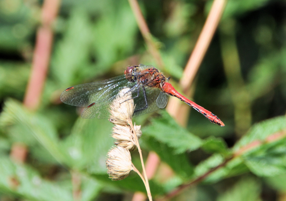 Blutrote Heidelibelle