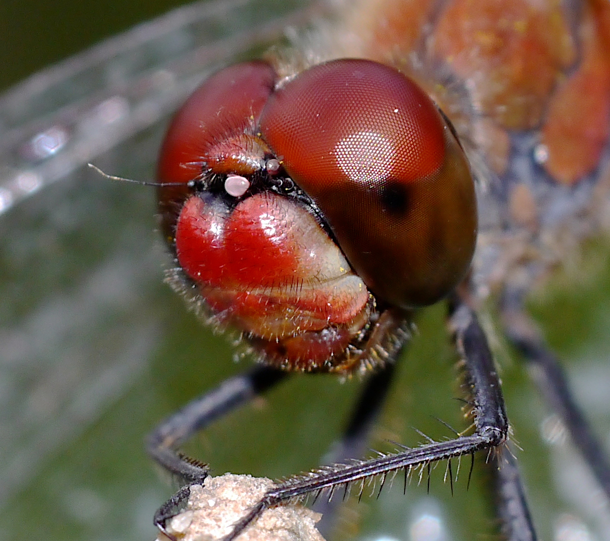 blutrote Heidelibelle - close-up