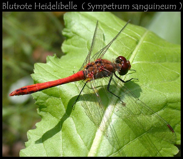 Blutrote Heidelibelle