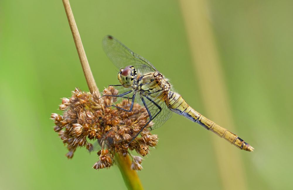 Blutrote Heidelibelle