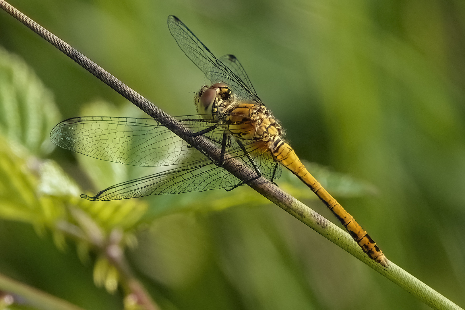 Blutrote Heidelibelle