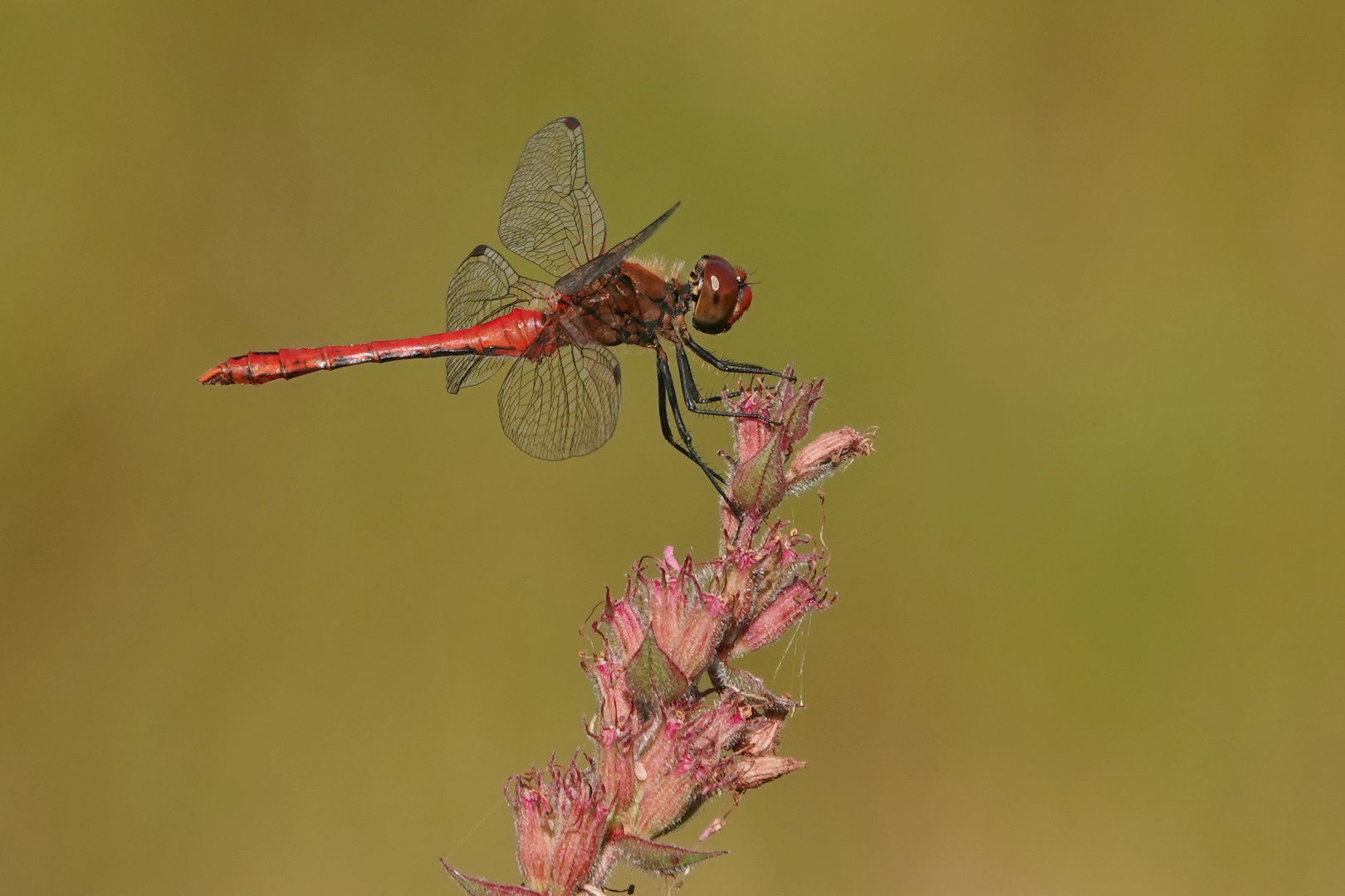 Blutrote Heidelibelle