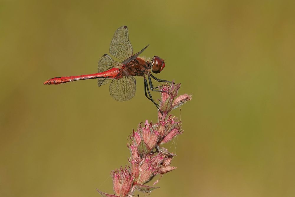 Blutrote Heidelibelle