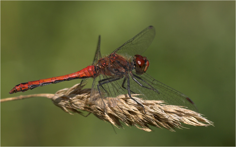 Blutrote Heidelibelle