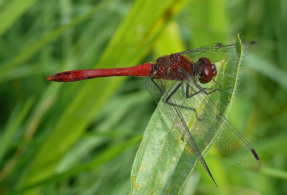 Blutrote Heidelibelle