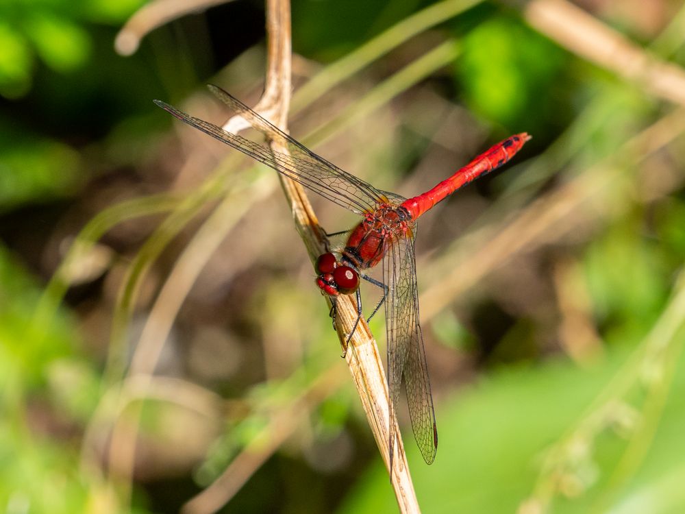 Blutrote Heidelibelle