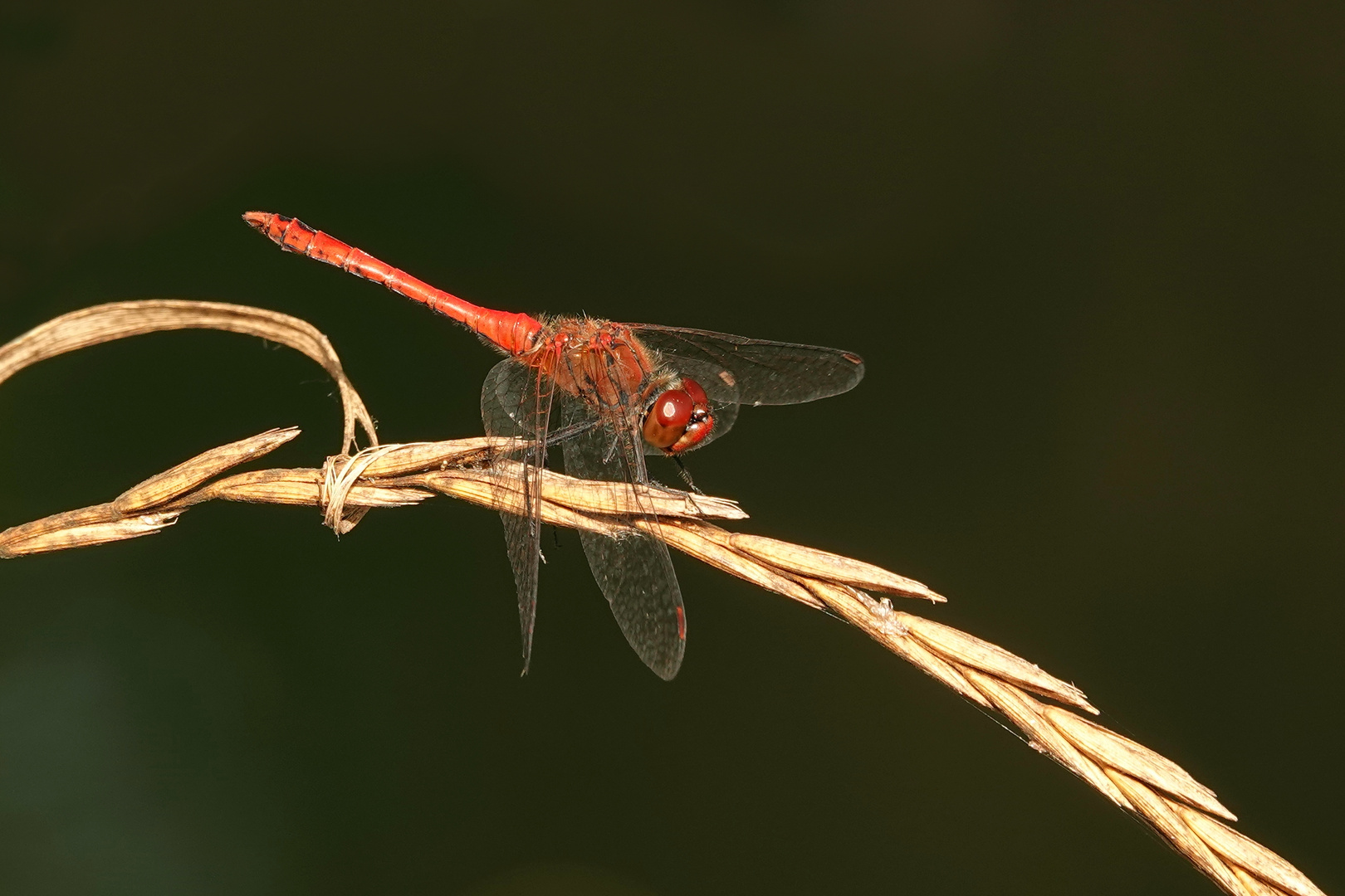 Blutrote Heidelibelle