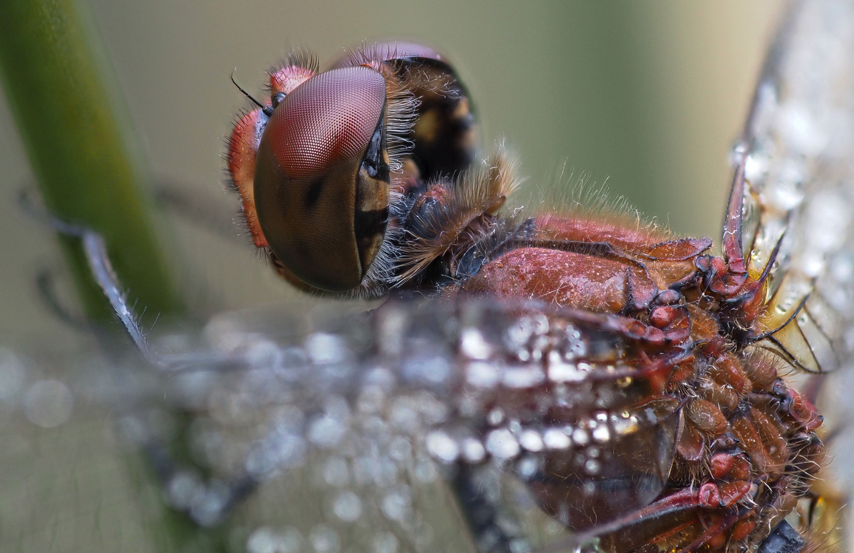 Blutrote Heidelibelle - Dertail