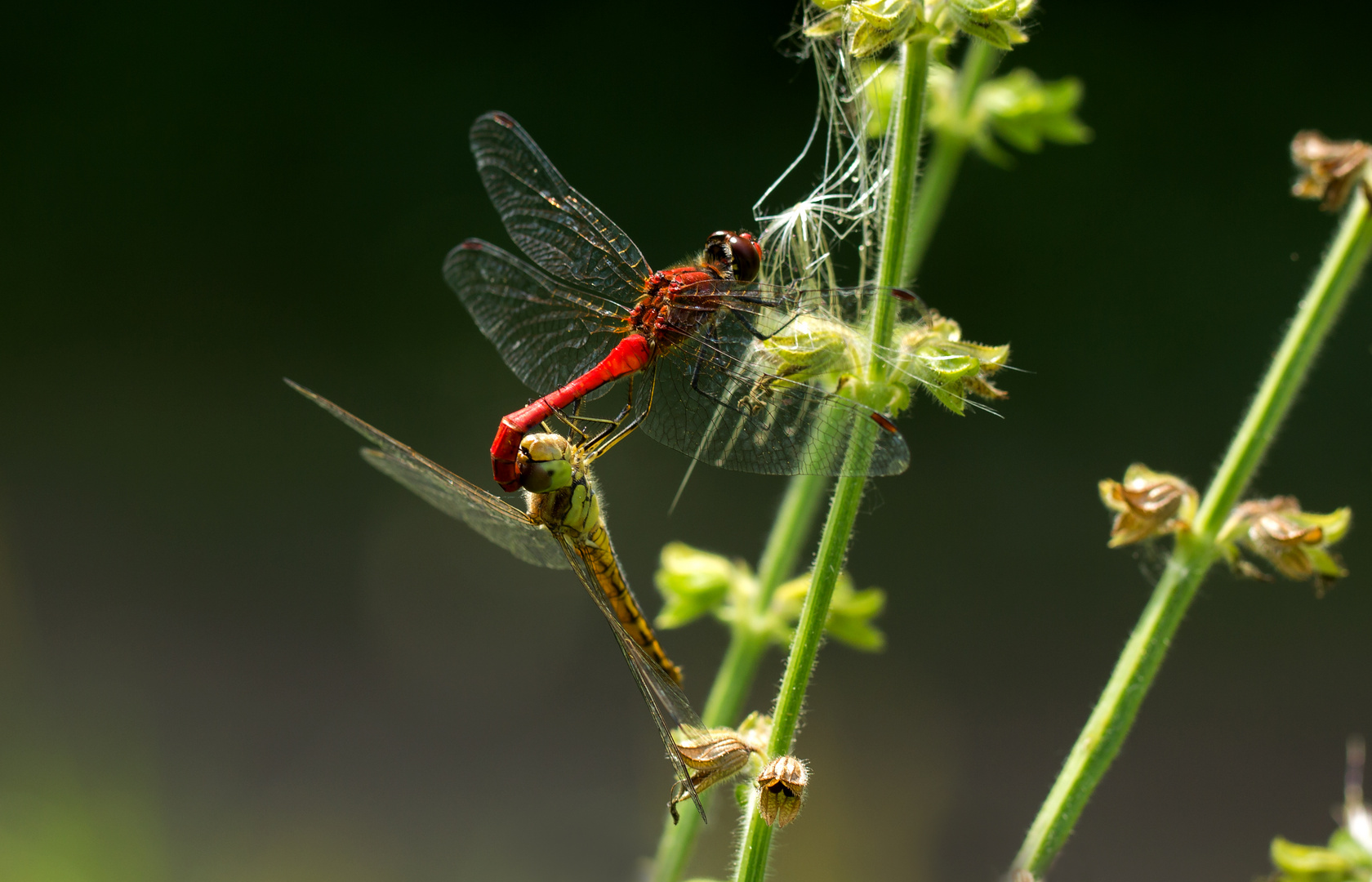 Blutrote Heidelibelle