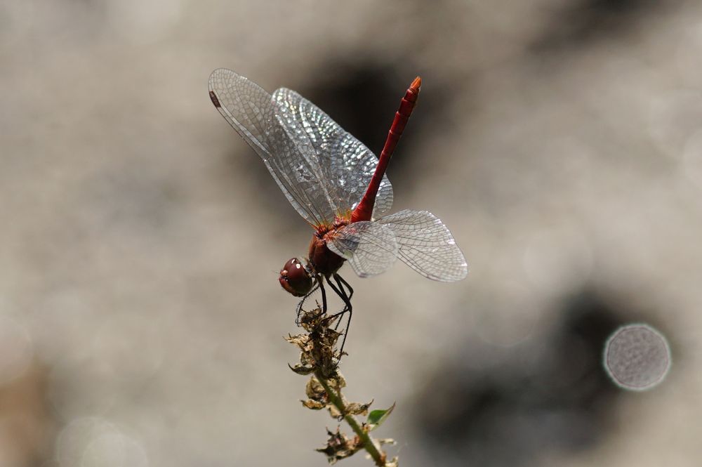 Blutrote Heidelibelle