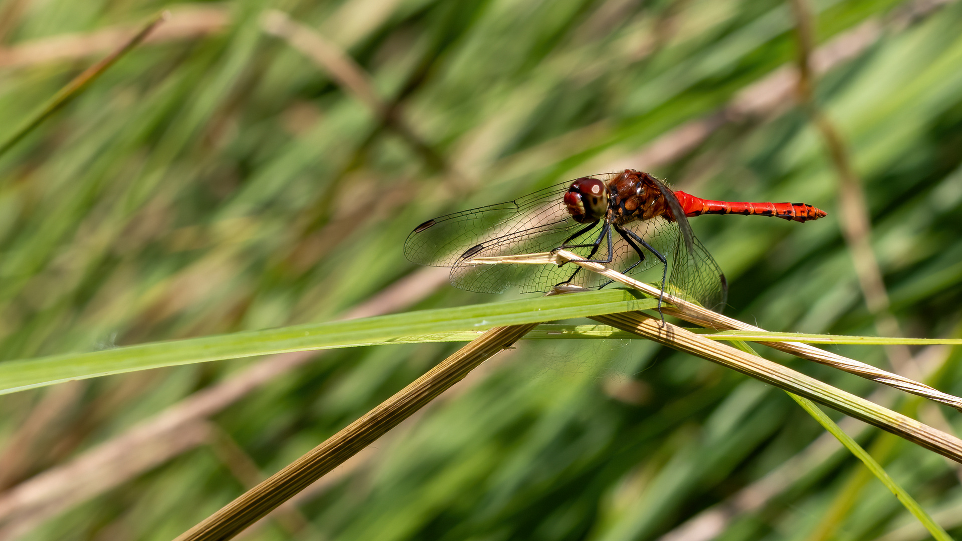 Blutrote Heidelibelle