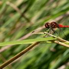 Blutrote Heidelibelle