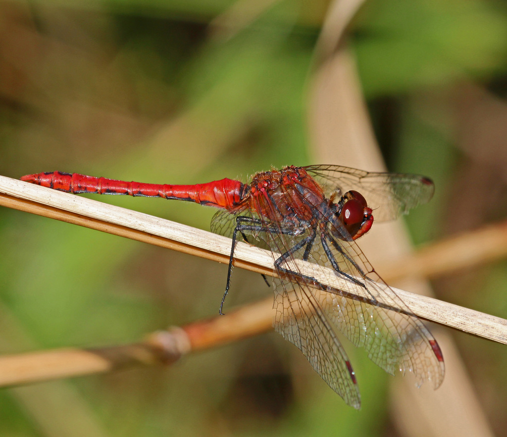 Blutrote Heidelibelle